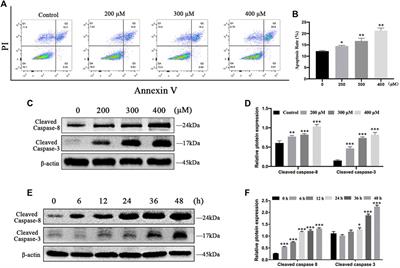 CHOP Regulates Endoplasmic Reticulum Stress-Mediated Hepatoxicity Induced by Monocrotaline